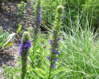 lobelia siphilitica 8-11.jpg